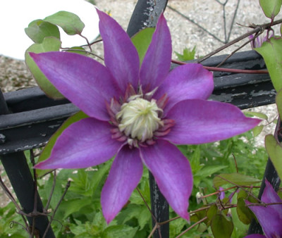 Waldrebe_Multiblue_RH_26720.jpg