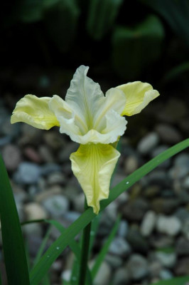 2006H588_Large.JPG