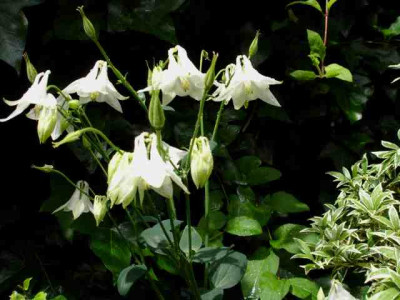 Aquilegia_vulgaris_Nivea.jpg