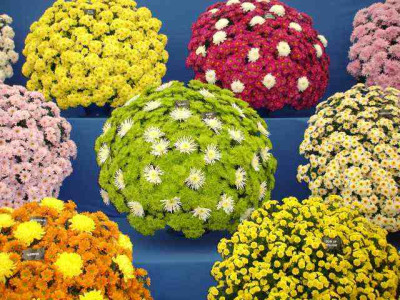 Chrysanthemen2.jpg