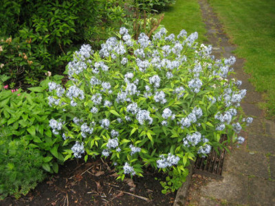 Amsonia_1.jpg