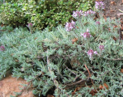 Thymus_neicefferi_20060526.jpg