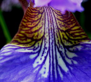 fruhling_06_012.jpg