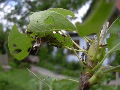 fruhling_06_027.jpg