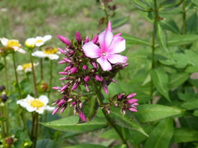 2015-07-18 Phlox 'Miss Elie'.jpg