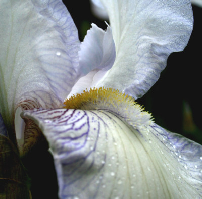 Iris-barb.-Braut.jpg