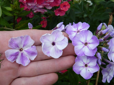 2015-07-18 Phlox 'Prospero VG Sternhimmel'.jpg
