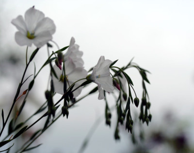 Linum-perenne-album.jpg
