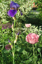 Iris_und_Pizzicato_1_2_1.jpg