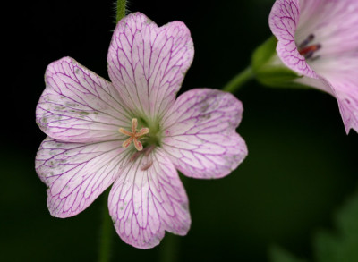 Geranium-versicolor-2.jpg