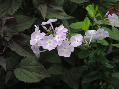 DSCN7801_805.JPG