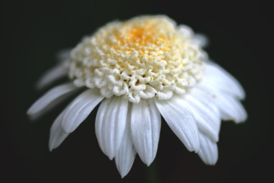 Margerite-3.jpg