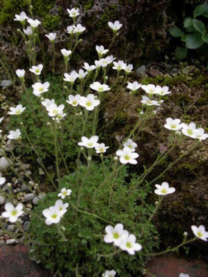 Saxifraga_cebennensis_2006-05-21.JPG