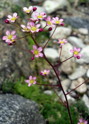 Saxifraga_paniculata_Rosea_2006-05-21.JPG