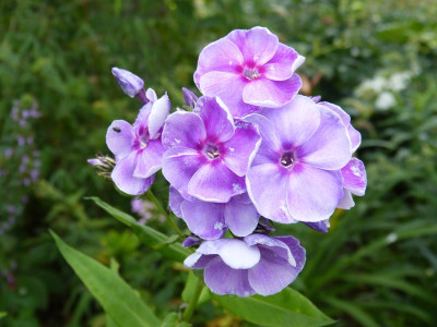 2015-07-18 Phlox 'Gräfin von Schwerin'.jpg