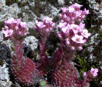 Sedum_pilosum_2006-05-25.JPG