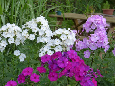 2015-07-18 Phlox.jpg