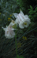 spaete_Schoene_1_2_1.jpg