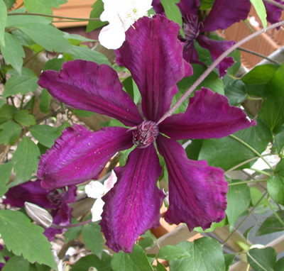 Waldrebe_Honora_G_26726.jpg