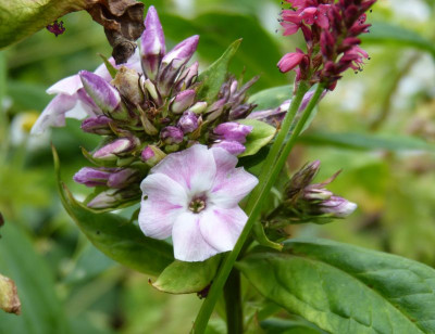 2015-07-18 Phlox 'Mother of Pearl.jpg