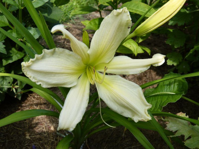 2015-07-18 Hemerocallis 'Berleyer Bianchetta'.jpg