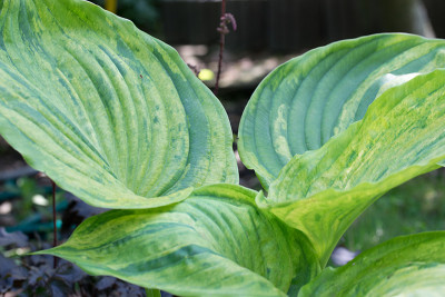 Hosta_GP1u.jpg