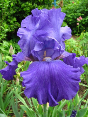 Blenheim_Royal_1.jpg