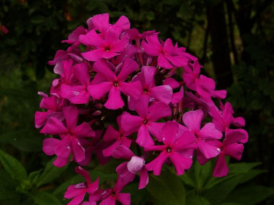 79.Sä.2014_Ga 2_P7181326.JPG