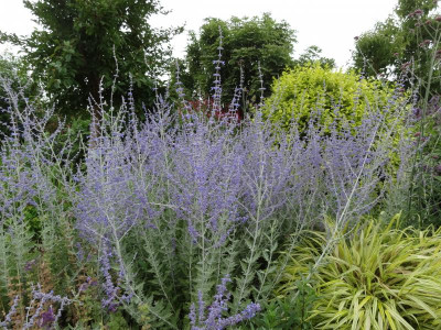 Perovskia atriplicifolia Blue Spire.JPG