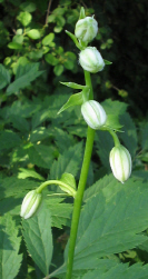 Lilium_martagon_album_1_2_1.jpg