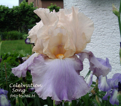 Imgp6129-Cel-Song.jpg