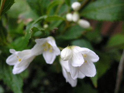 Deutzia_minima.jpg