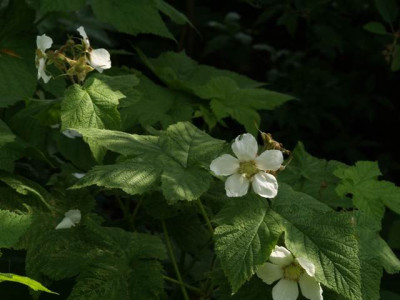 2006-05-25_rubus_sp..JPG
