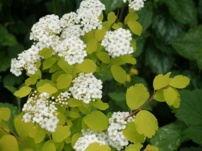 spirea_vanhouttei_gold_fountain.JPG