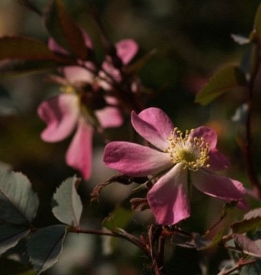 2006-05_rosa_glauca.JPG