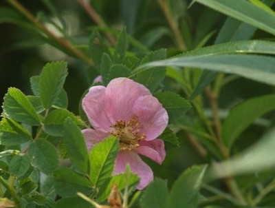 2006-05_rosa_majalis.JPG