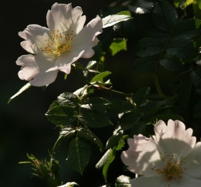 rosa_canina_saemling.JPG