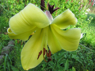 gelber Sämlling 150717.jpg