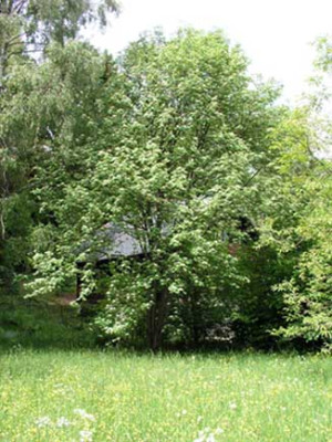 eberesche.jpg