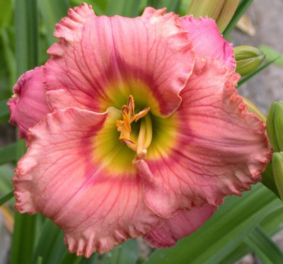 Elegant_Candy_10011.jpg