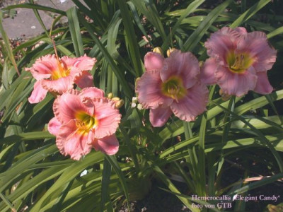 Elegant_Candy20012.jpg