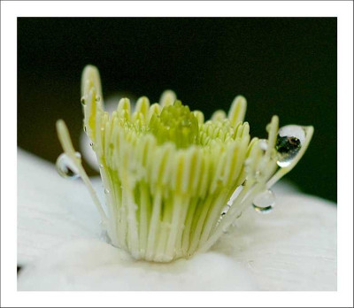 Clematis_3_23-05-2005.jpg