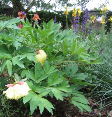 Paeonia_suffruticosa_Kinkoo_20060526_02.jpg