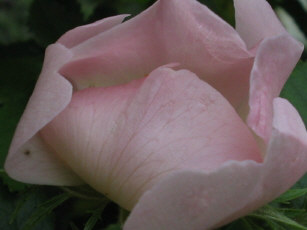 Rosa_Canina_1_1.jpg