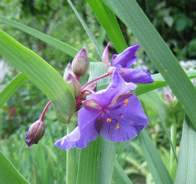 Tradescantia_virginiana_20060526.jpg