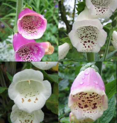 Digitalis_20060526.jpg