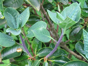 Rhododendron_wardii_ssp._croceum__Neuaustrieb.jpg