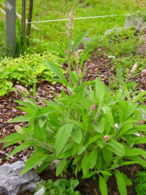 PICT0900.JPG