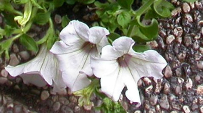 g01.jpg
