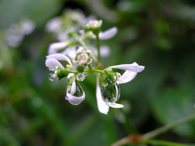 Euphorbia-Diamond-Frost-im-Regen-k.jpg